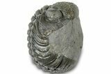 Wide, Partially Enrolled Morocops Trilobite - Morocco #310741-2